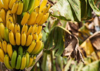 My memory of my childhood on a banana plantation