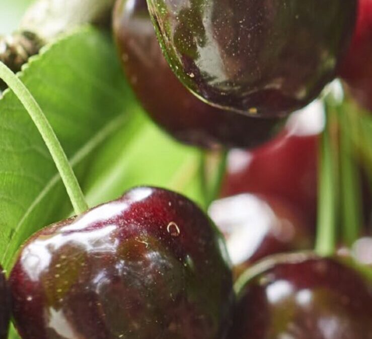 Perth Hills Agritourism workshop