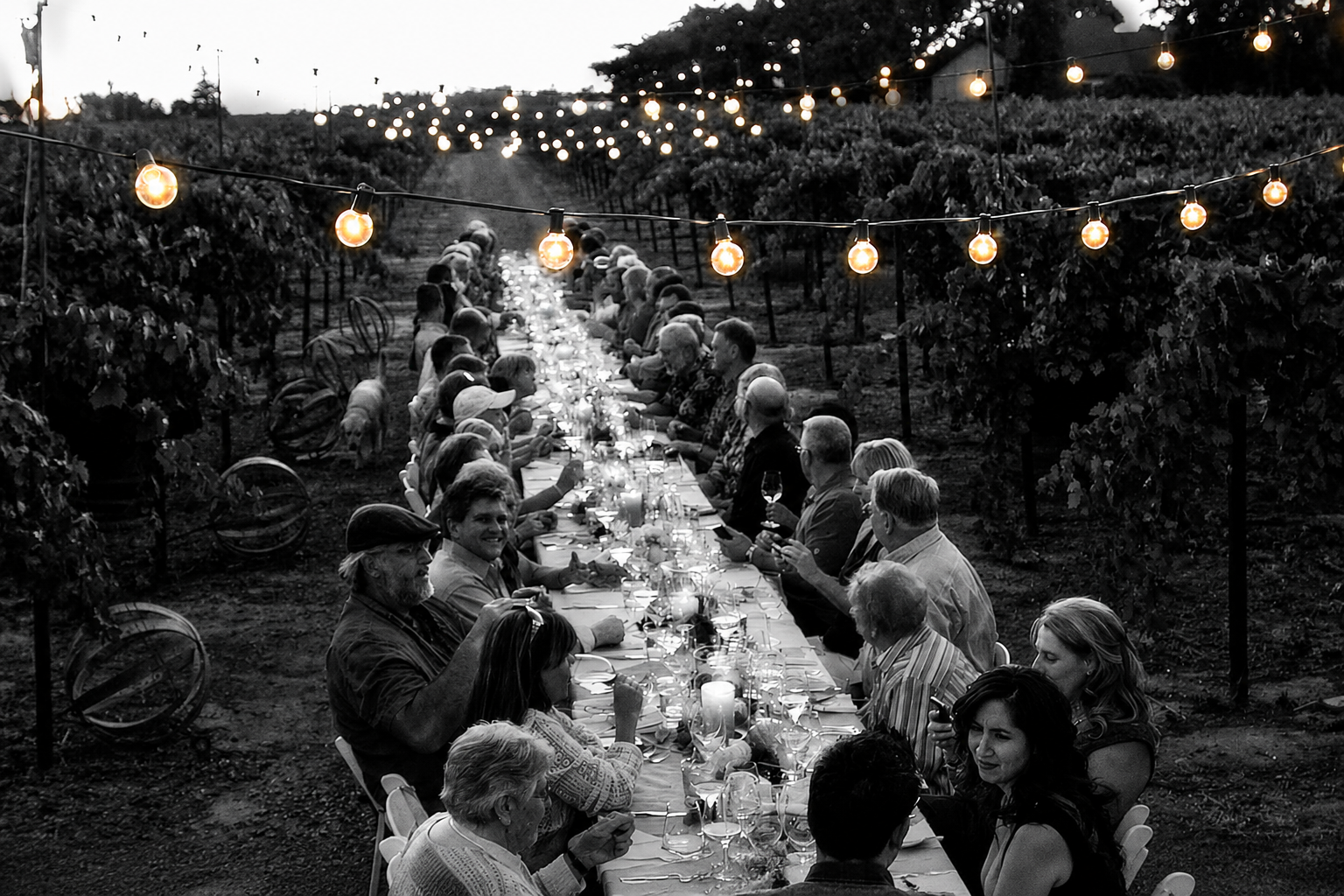 Long table dinner among the vines